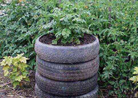 The technology of growing potatoes in a barrel