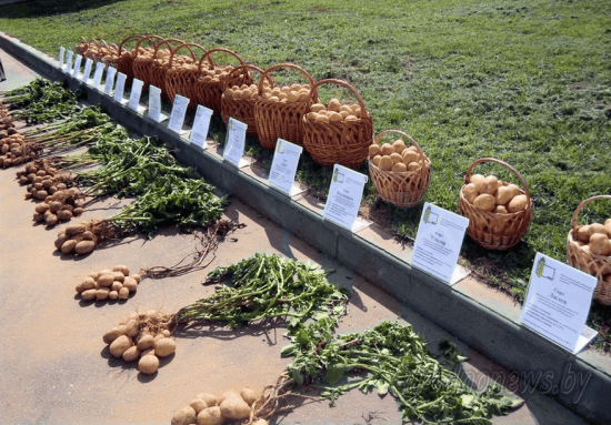 The technology of growing potatoes in bags: step by step instructions, tips