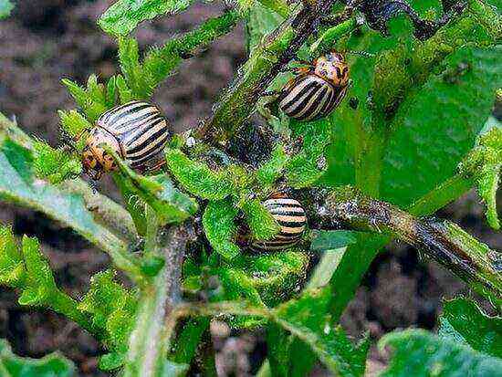 The use of ammonia for potatoes from the Colorado potato beetle