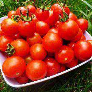 Tomatoes health benefits, benefits and harms of calories