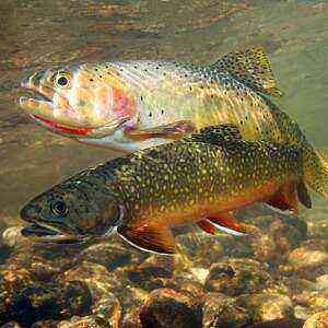 Trout health benefits, benefits and harms of calories