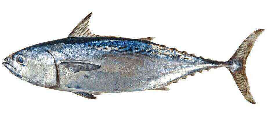 Tuna benefits and harms