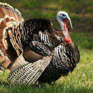 Turkey calorie health benefits, benefits and harms