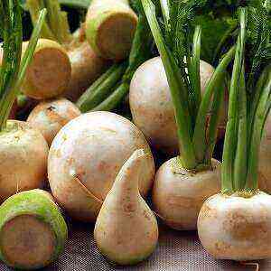 Turnip health benefits, benefits and harms of calories