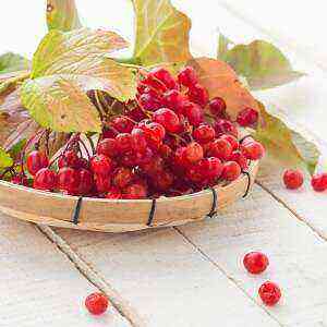 Viburnum beneficial properties, benefits and harms of calories