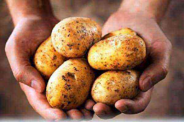 Vineta potatoes care how to grow