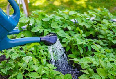 Watering potatoes in the open field: terms, useful tips