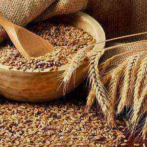 Wheat health benefits, benefits and harms of calories