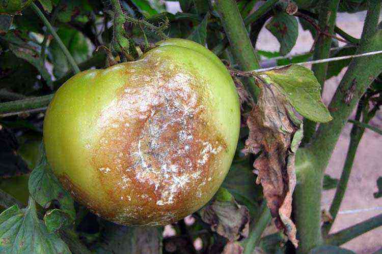 Late blight (brown rot): causes, methods of struggle