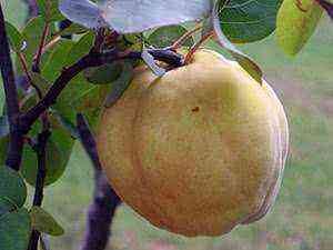Quince: growing in the garden, pruning and grafting