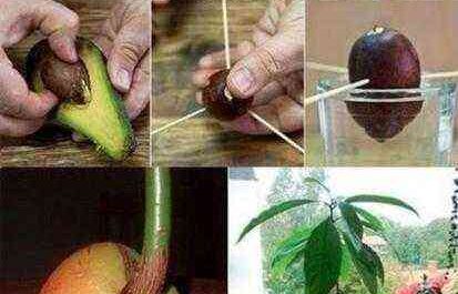 How to care for an avocado, planting features, watering, feeding, pruning