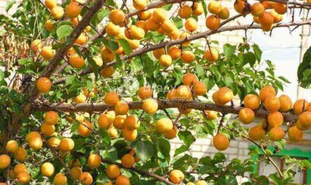 Apricot - planting and care in central Russia, frost-resistant varieties
