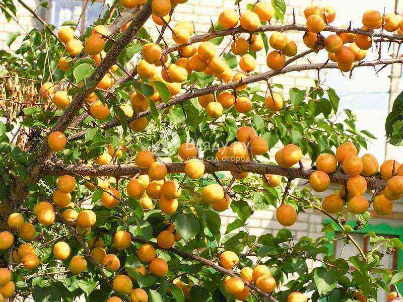 Apricot – planting and care in central Russia, frost-resistant varieties