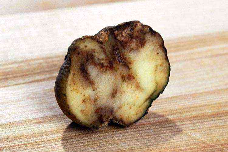 Potato cancer: a dangerous quarantine disease