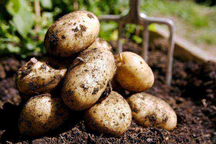 Harvesting potatoes wisely: timing, storage, seed tubers