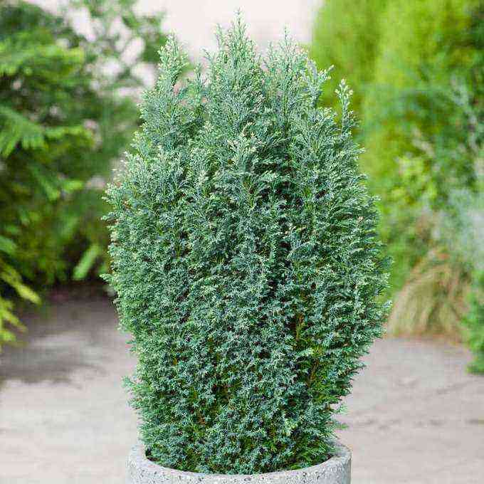 Lawson cypress elwoodi Home care Growing from seeds Planting and care