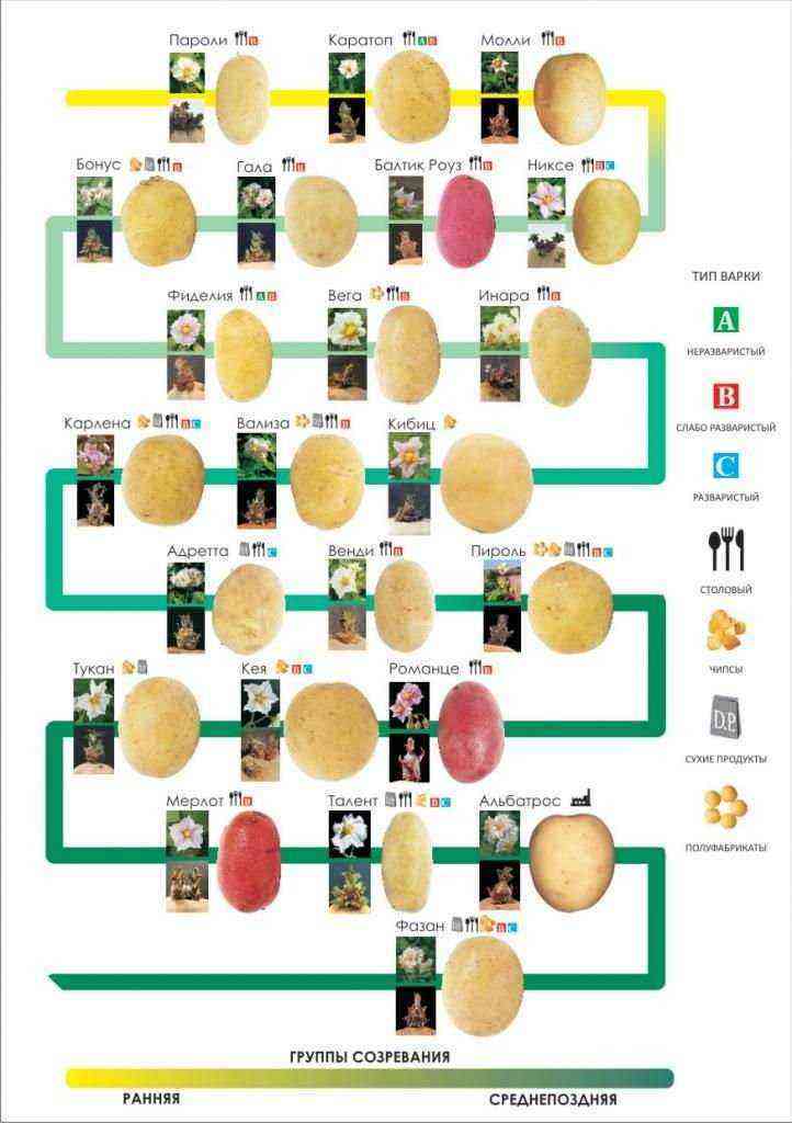 Line of varieties from NORIKA – high and high-quality potato yield