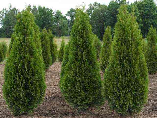 Thuja globular is a small evergreen beauty. Planting and care rules.