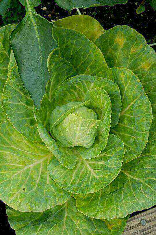 14 Different Types of Tasty Cabbage Varieties To Grow In Your Garden