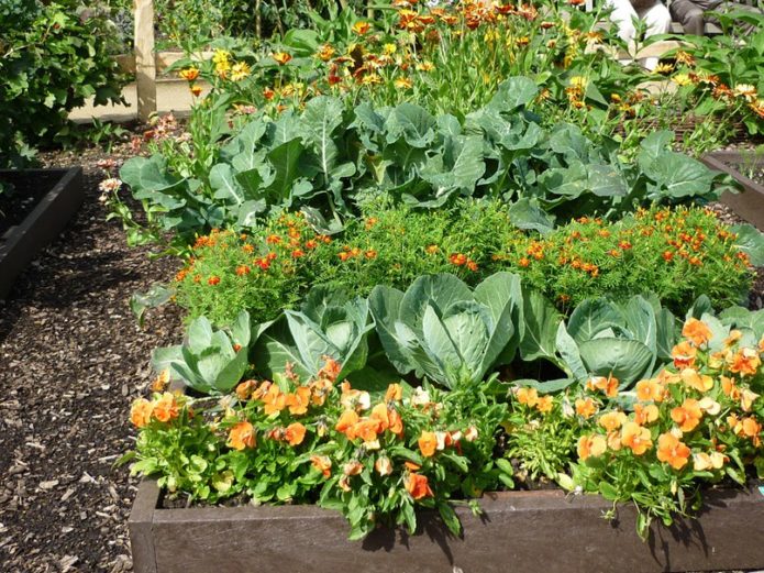 Vegetable garden as decoration