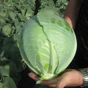 Typical description of medium late white cabbage varieties and cultivation methods