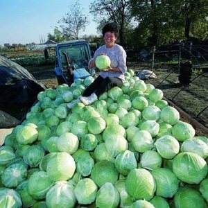 Description of domestic and foreign varieties of hybrid white cabbage