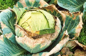 Possible diseases of white cabbage and methods of treatment