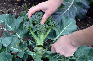 Caring for broccoli cabbage