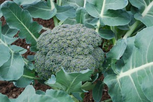 Broccoli and its types