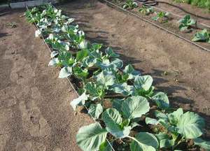 Seedlings of broccoli cabbage