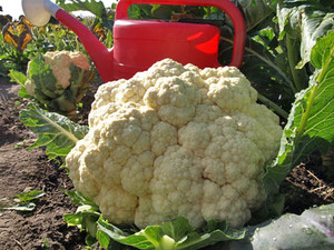 How to properly plant and grow cauliflower