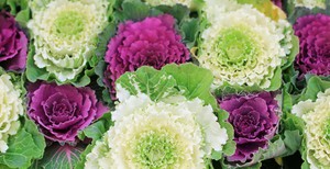 There are varieties of ornamental cabbage