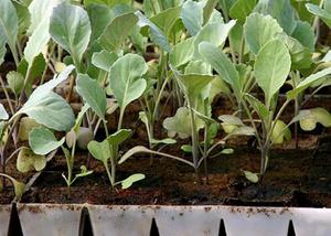 Features of growing white cabbage seedlings