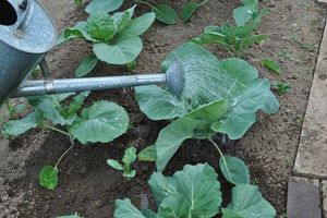 Tips from experienced gardeners on how to properly care for white cabbage