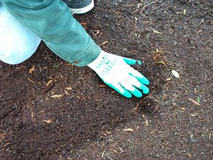 Nuances of soil preparation for planting seedlings