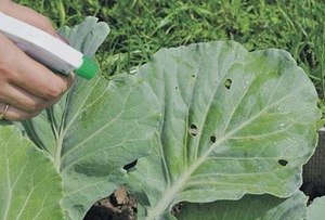 Diseases and pests of white cabbage and methods of control