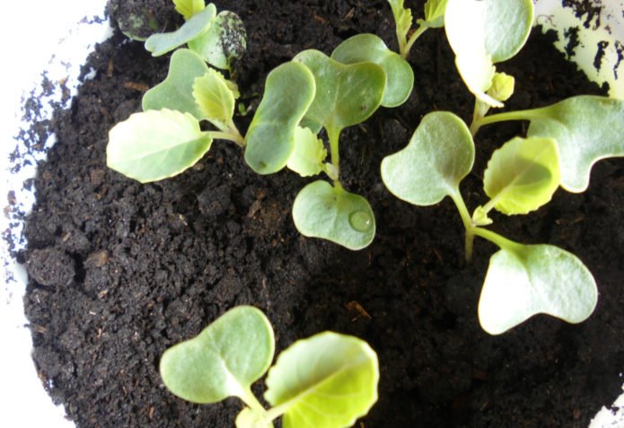 Seedlings of cabbage with the first true leaves