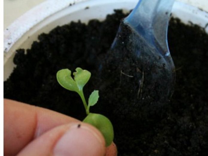The sprout is held by the cotyledon leaves