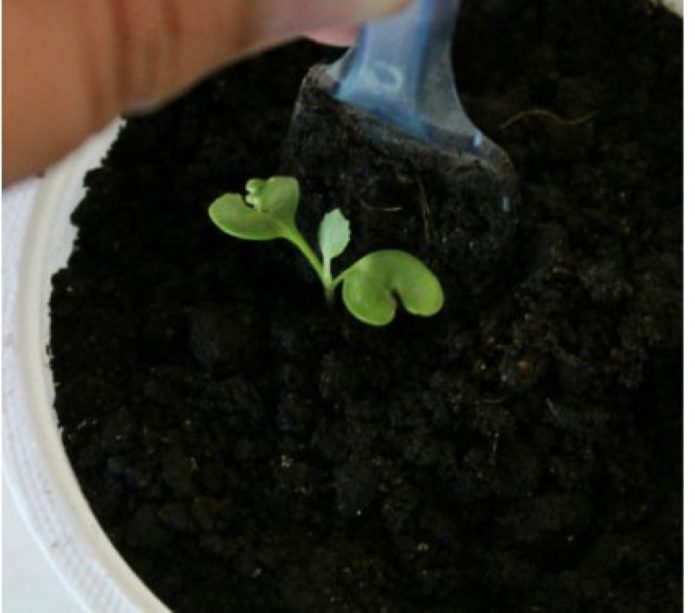 Extracting a seedling from the soil
