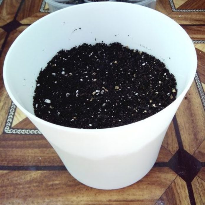 Nutrient soil in a pot