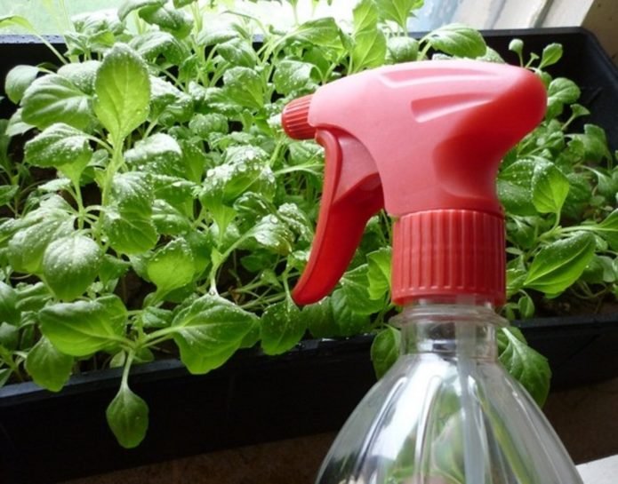 Spraying cabbage