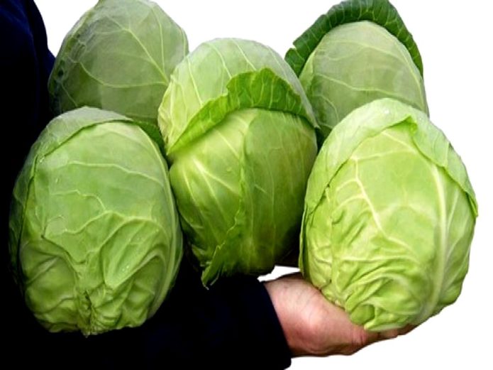 June cabbage variety