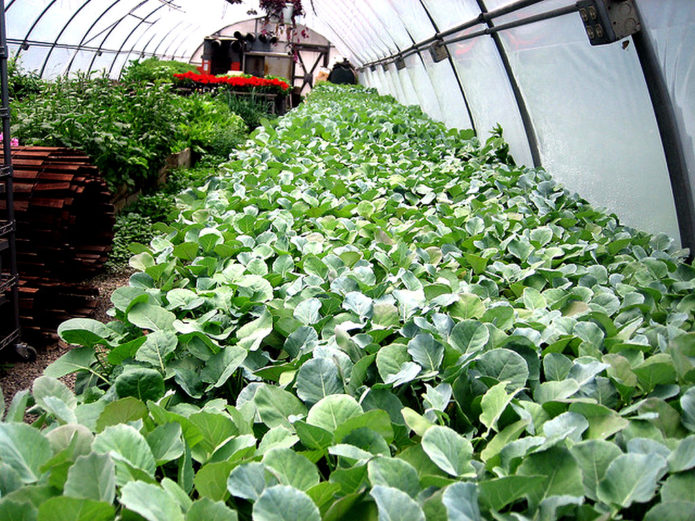 Transplanting cabbage