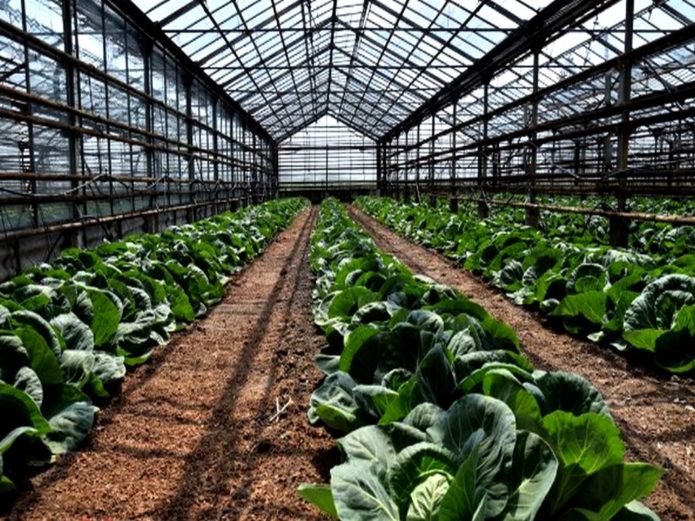Greenhouse cabbage