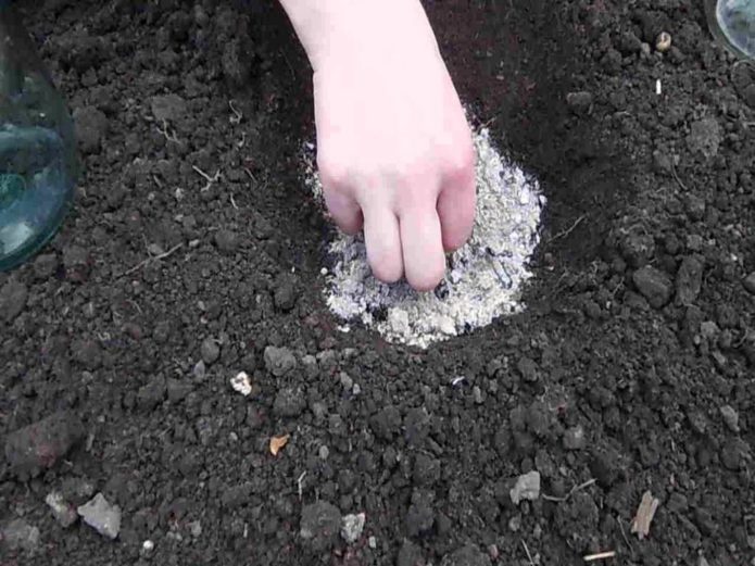 Sowing seeds in the ground