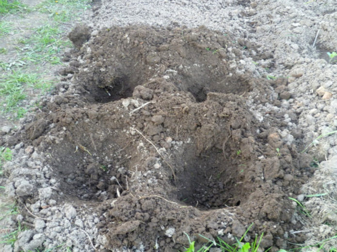 Holes for planting in the ground