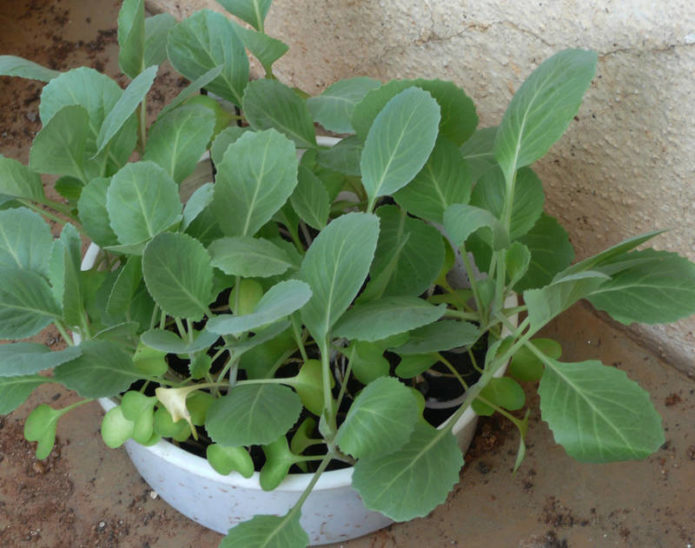 Seedlings of ornamental cabbage