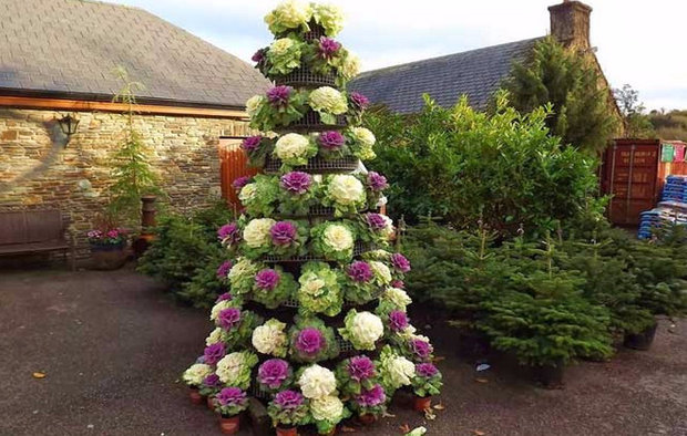 Ornamental cabbage for vertical landscaping