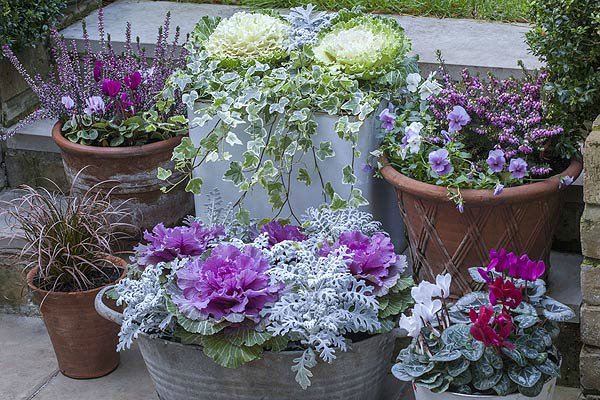 Ornamental cabbage in containers