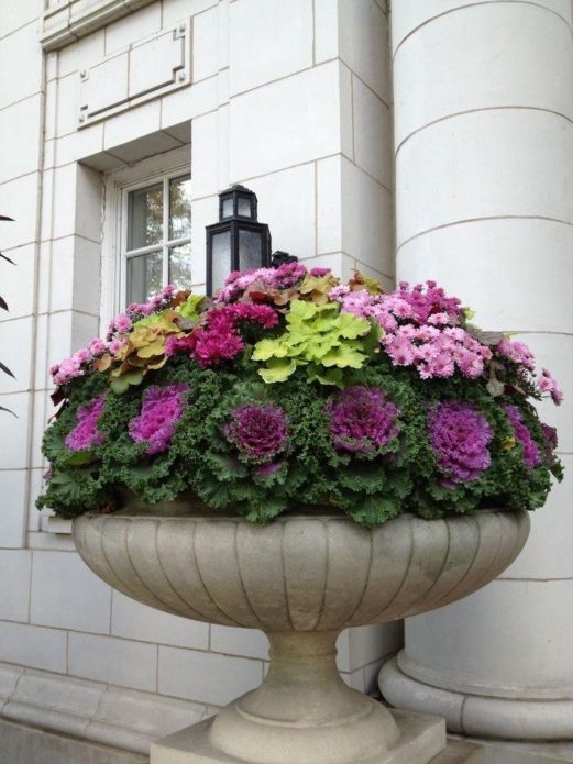 Ornamental cabbage in a flowerpot